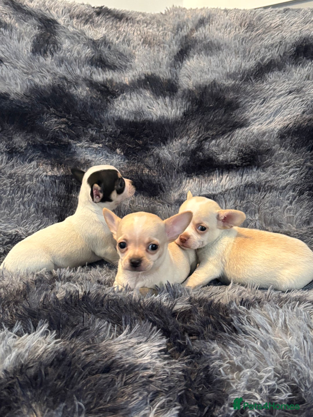Chihuahua dogs for sale: Chihuahua puppy’s  - Image 15