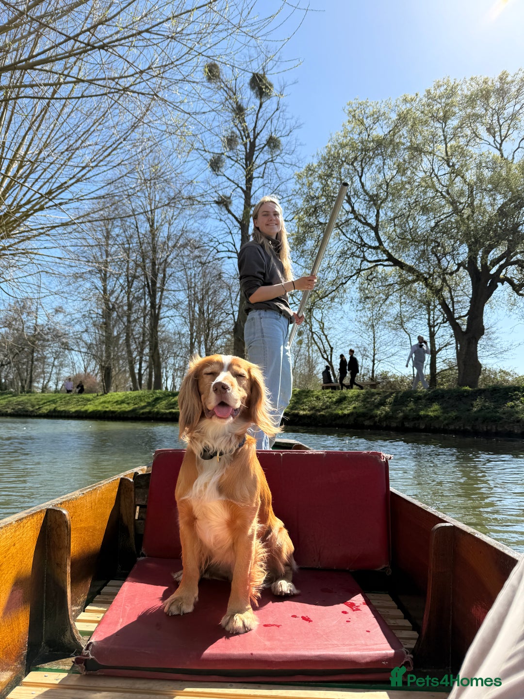 Cocker Spaniel dogs for stud: Working Gun Dog Stud  - Advert 5