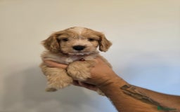Cockapoo dogs for sale: Cockapoo - Image 3