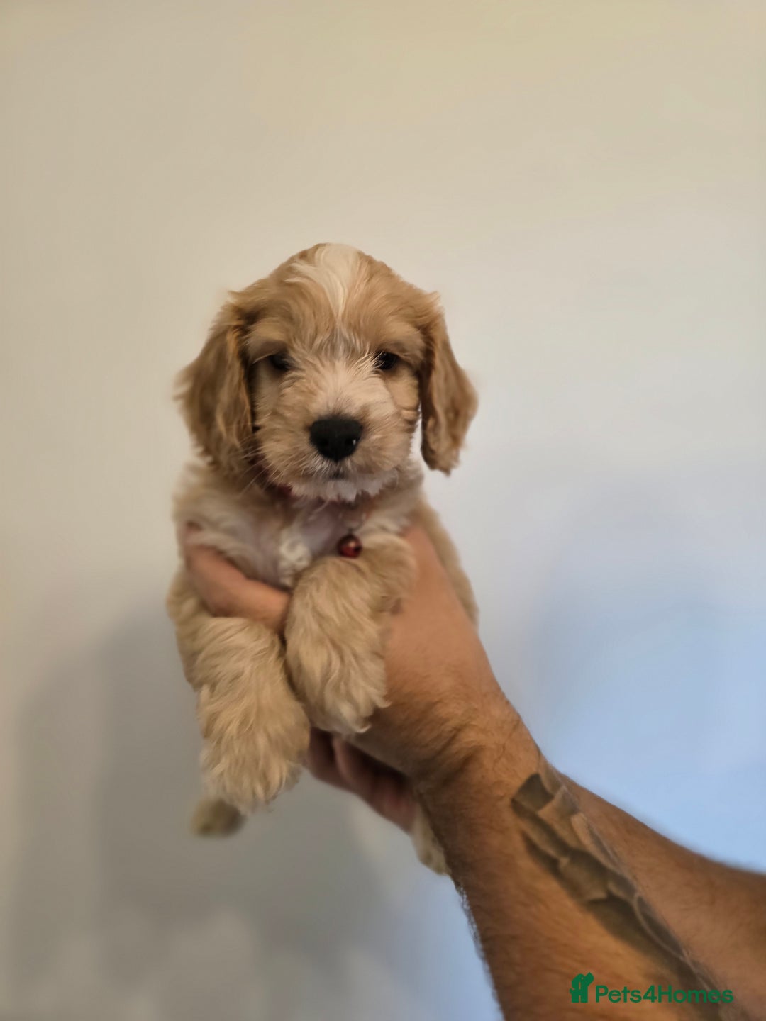 Cockapoo dogs for sale: Cockapoo - Image 3
