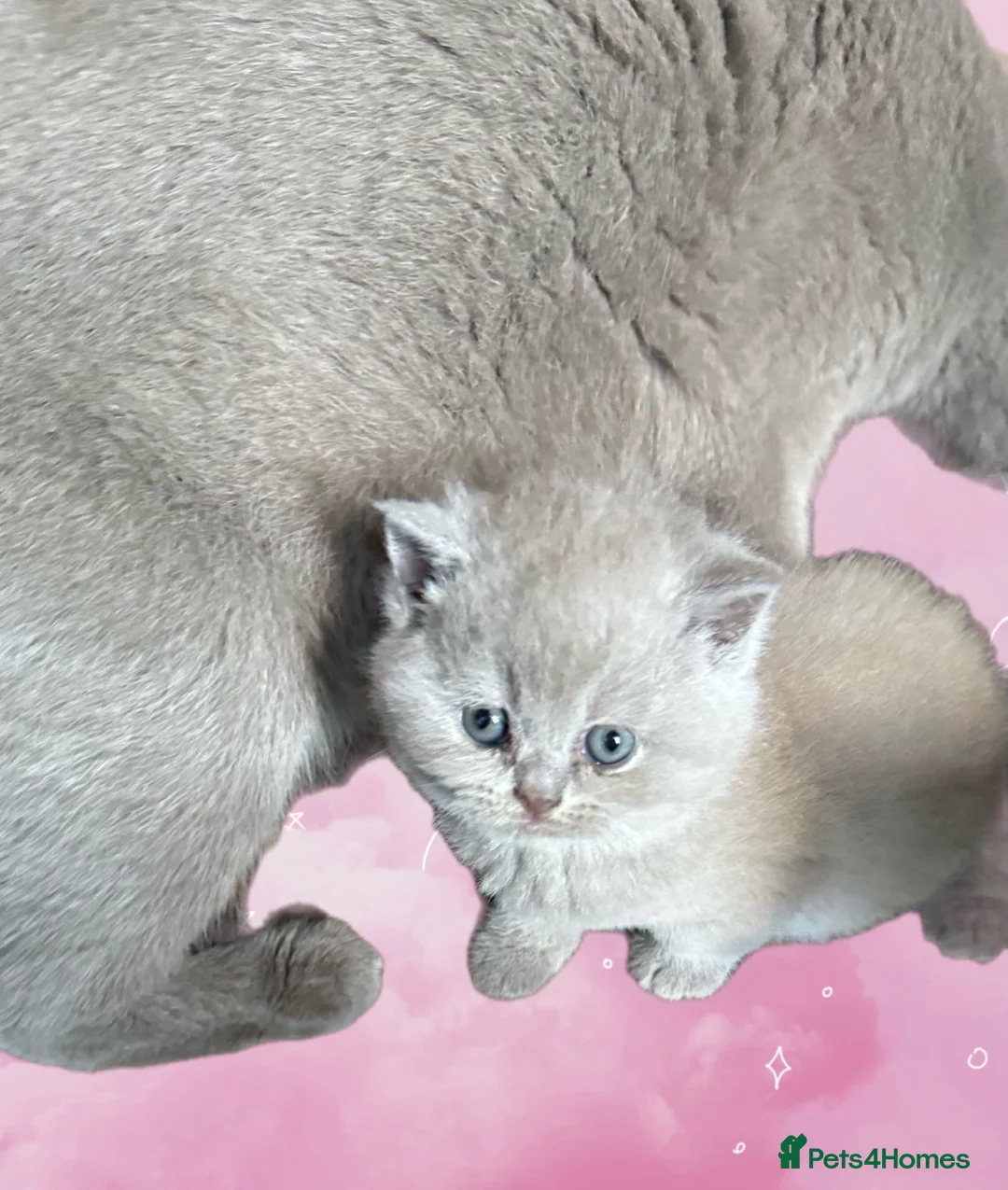 British Shorthair cats for sale: Price reduced!!Liliac BSH kittens - Advert 11