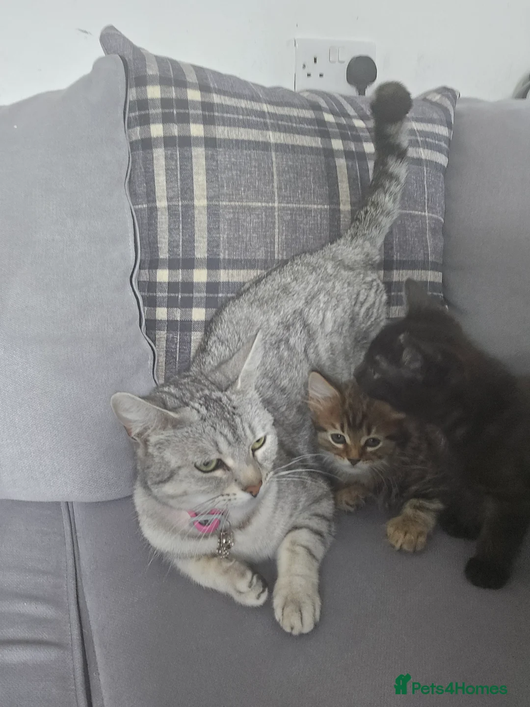Siberian cats for sale: Mixed breed siberian father - bengal tabby mother - Advert 1