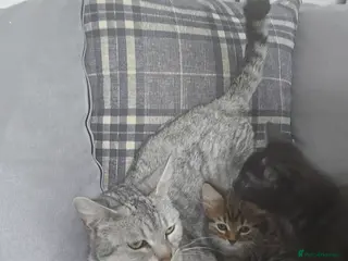 Siberian cats Mixed breed siberian father - bengal tabby mother - Advert 2