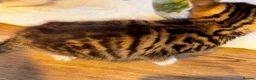 Mixed Breed cats for sale: Mixed breed kittens for sale in Leicester - Advert 4