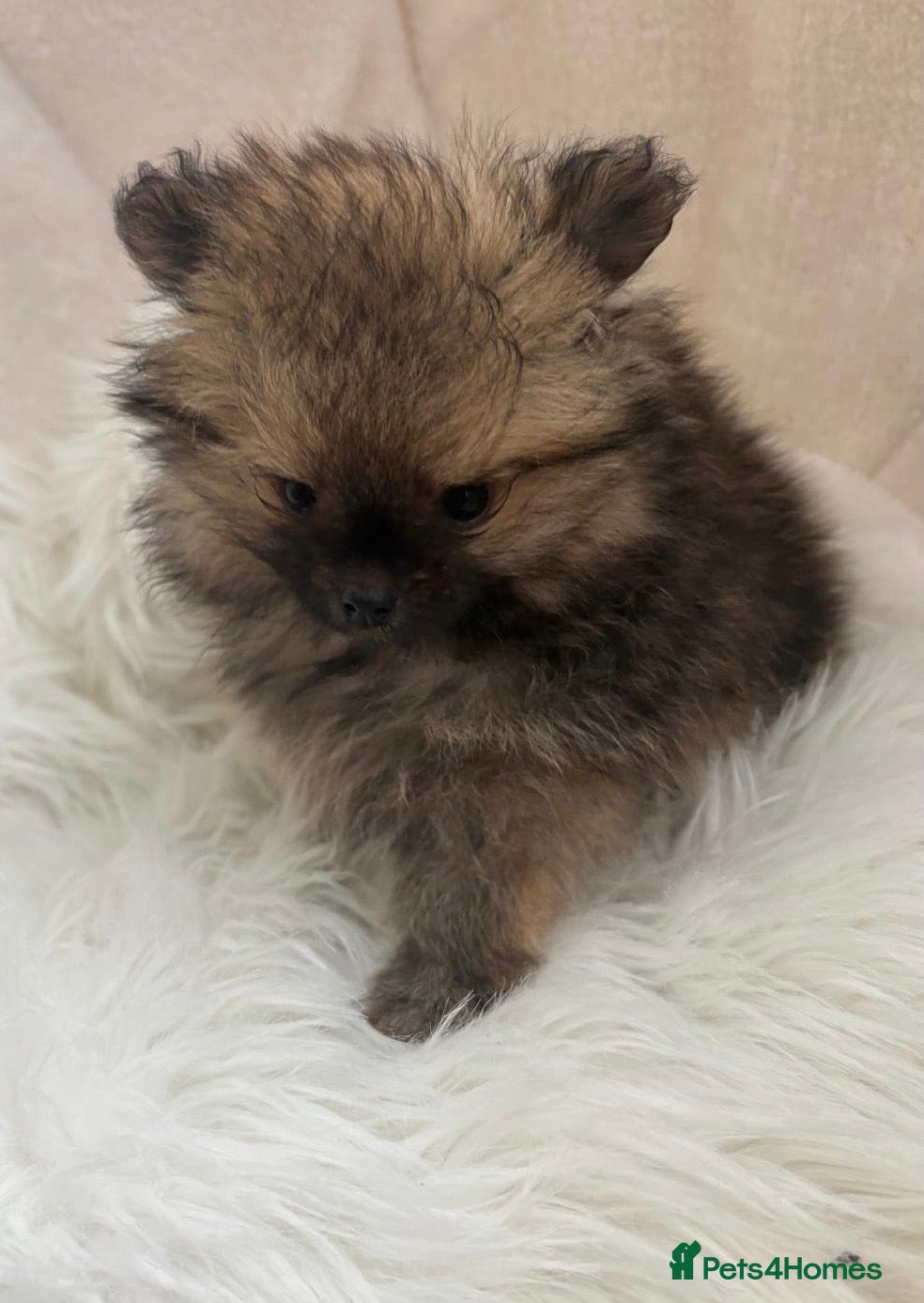 Pomeranian dogs READY QUALITY KC GIRL AVAILABLE   - Advert 14