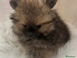 Pomeranian dogs READY QUALITY KC GIRL AVAILABLE - Advert 14