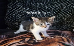 Domestic Shorthair cats for sale:  kittens  - Image 1