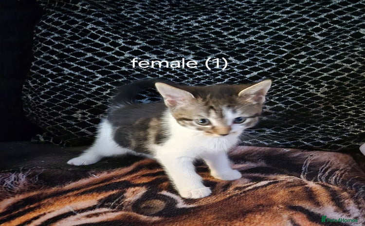Domestic Shorthair cats - Advert 12