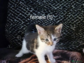 Domestic Shorthair cats - Advert 23