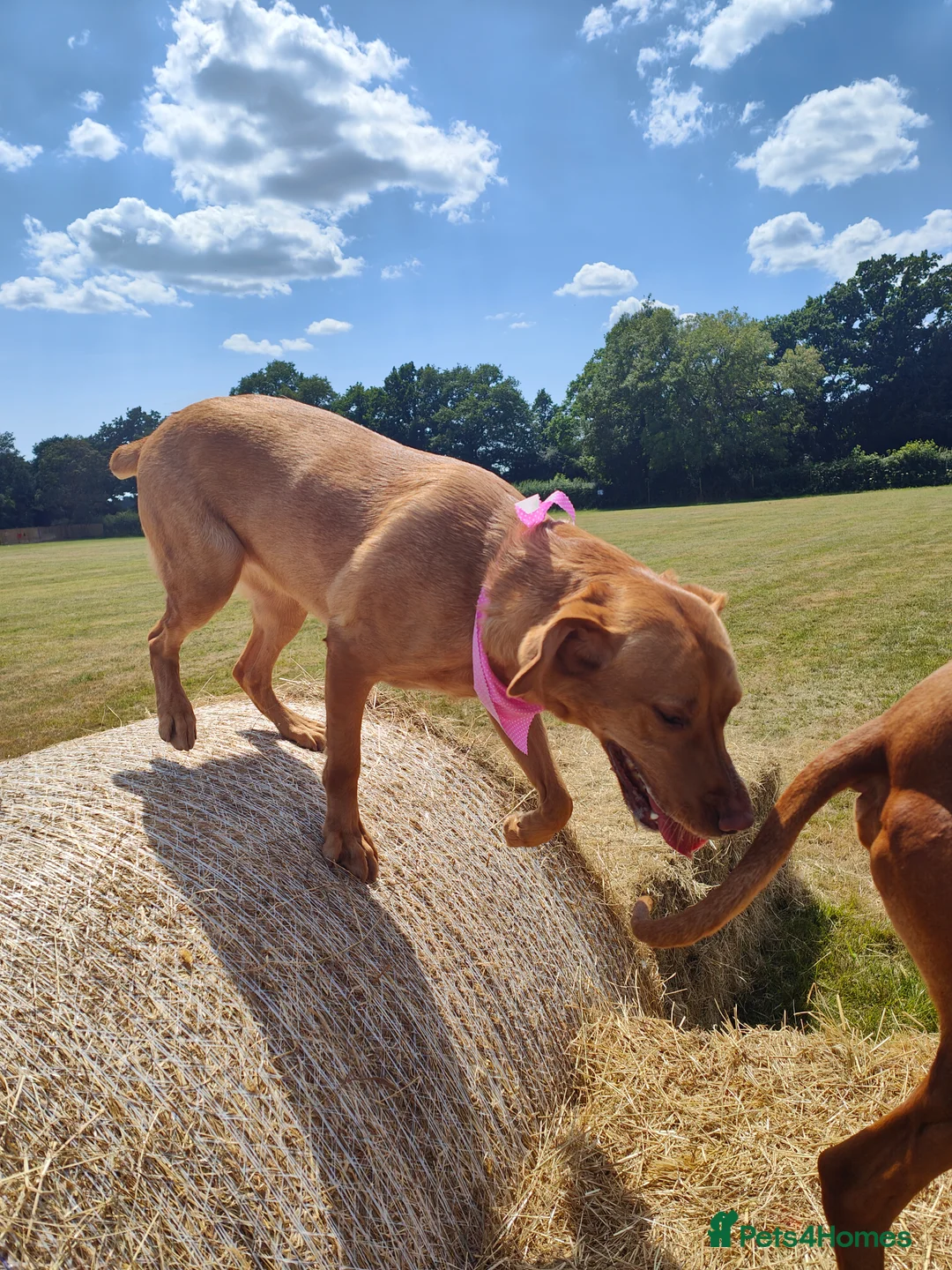 Labrador Retriever dogs for sale: Female fox red labrador for sale - Advert 15