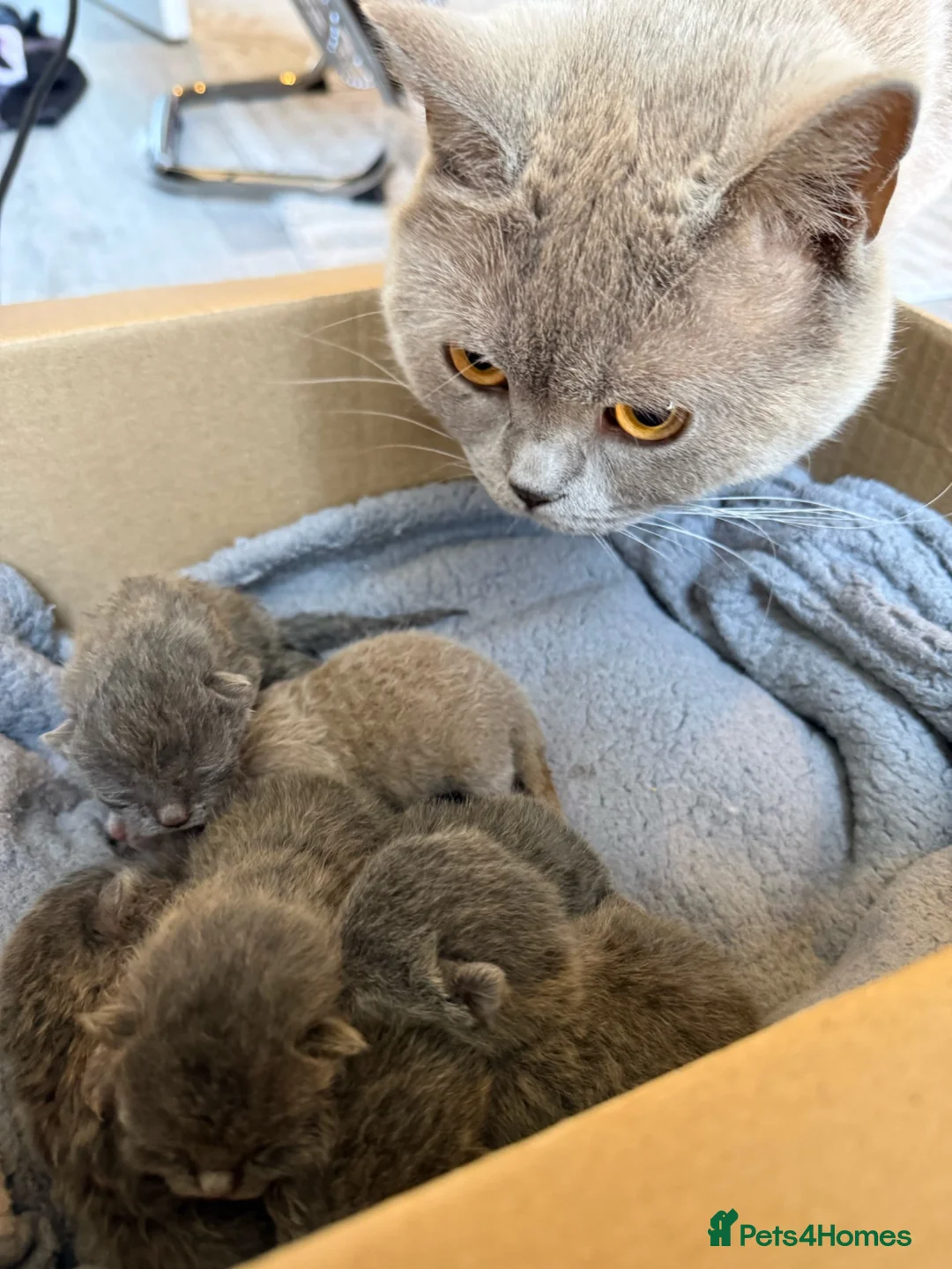 British Shorthair cats for sale: X5 Blue British Shorthair  in Lichfield - Advert 2