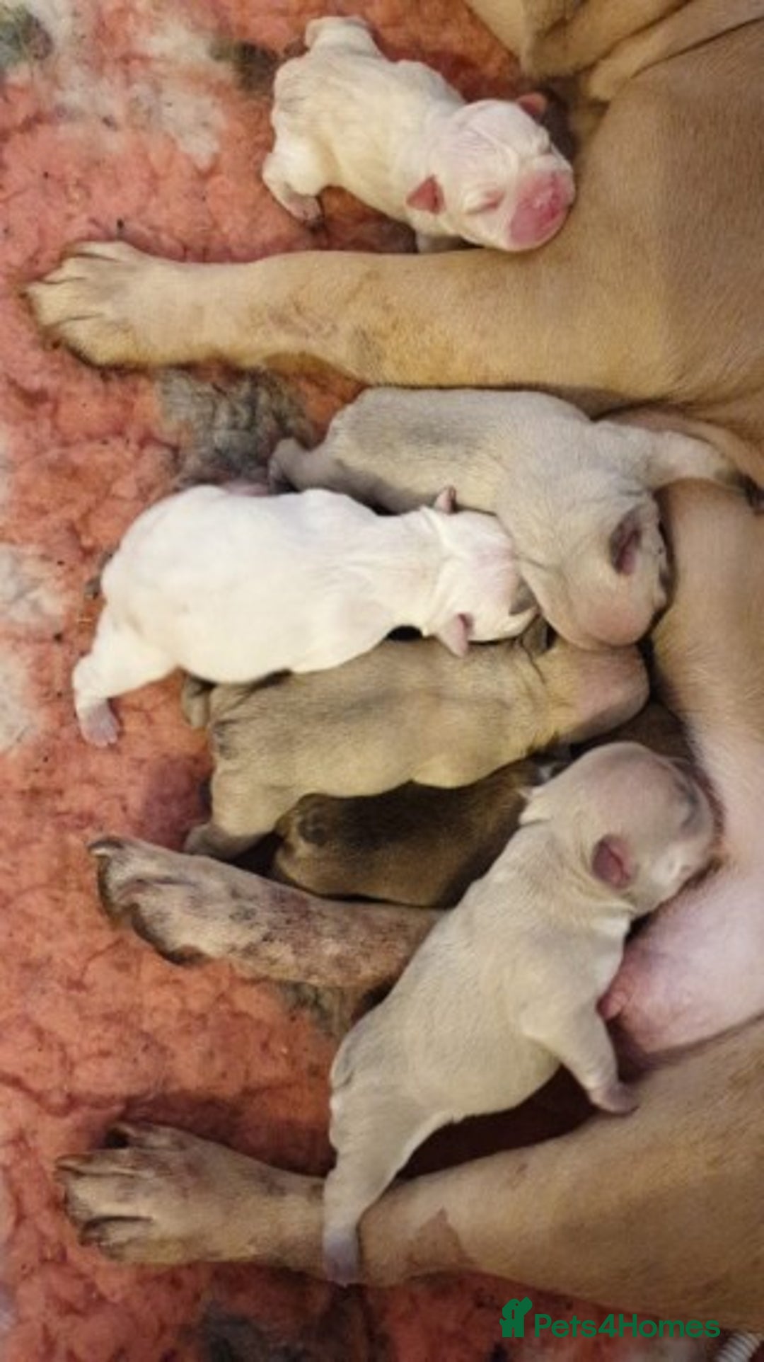 French Bulldog dogs for stud: Latte male proven stud in Harpenden - Image 16