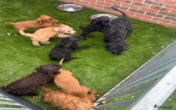 Cockapoo dogs for sale: 💙 7 stunning cockapoo puppies for sale 🩷 - Image 7