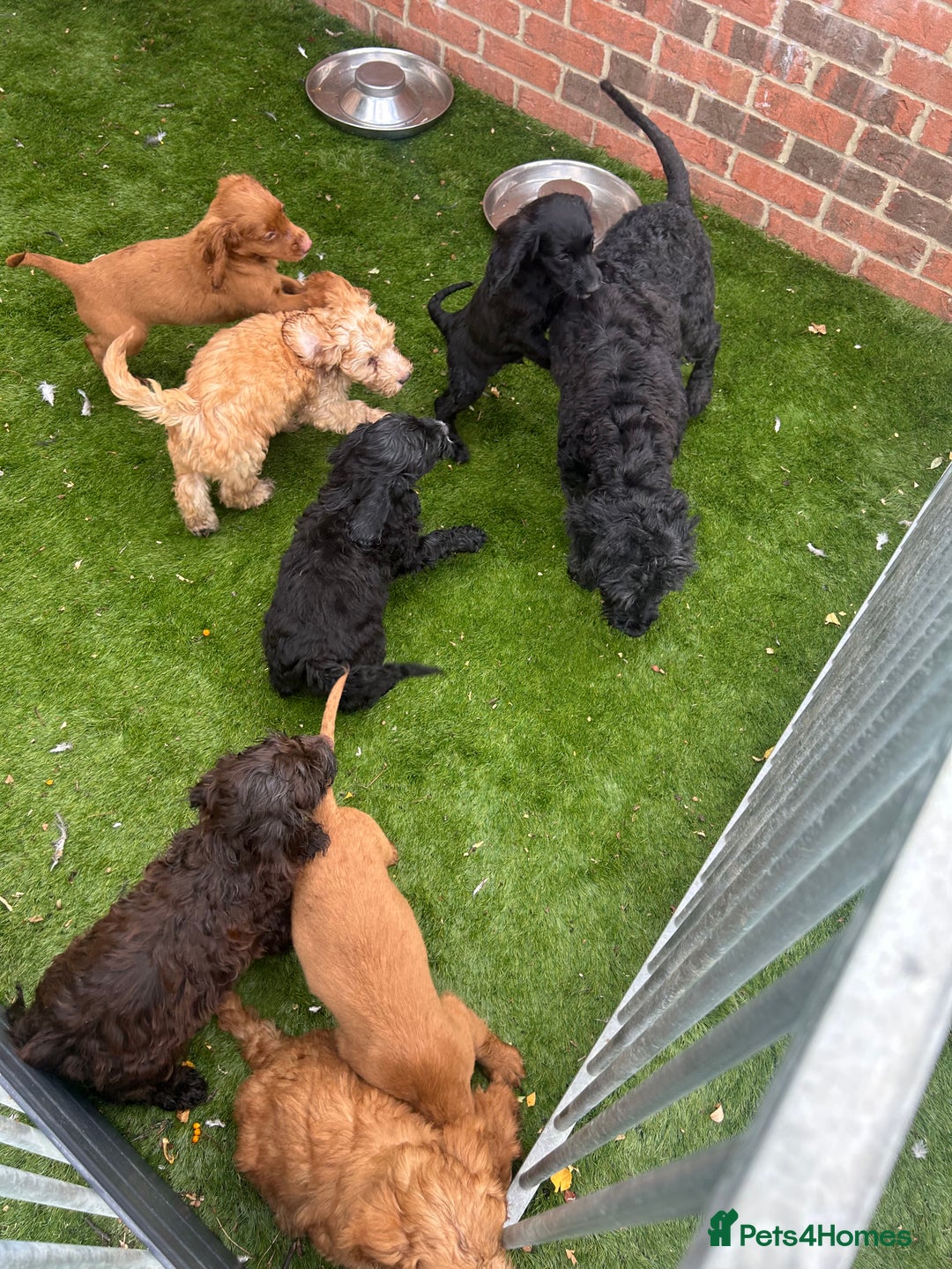 Cockapoo dogs for sale: 💙 7 stunning cockapoo puppies for sale 🩷 - Image 7