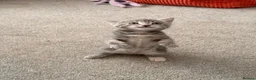 Mixed Breed cats for sale: Russian Blue Mix Kittens  - Advert 24