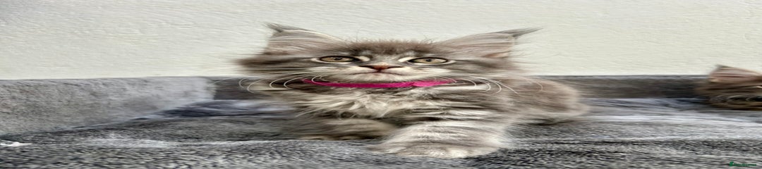 Blue tabby Dark pink Girl