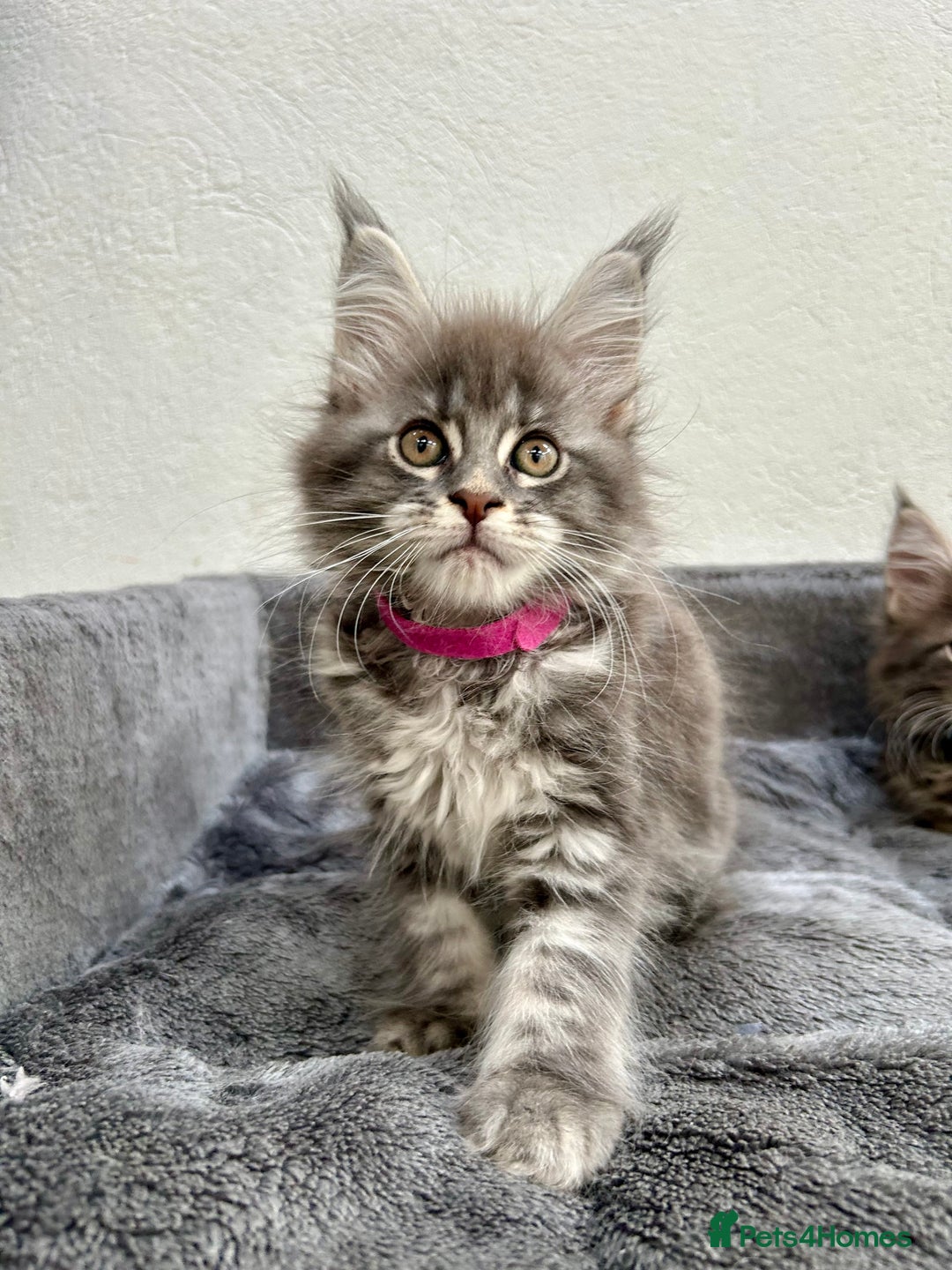 Maine Coon cats for sale: Champion line Maine Coon kittens available  - Image 6