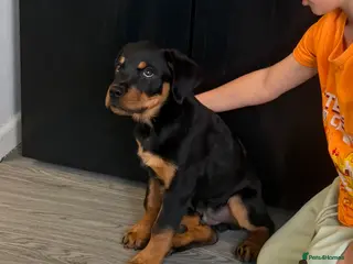 Rottweiler dogs Boy Rottweiler pup - Advert 7