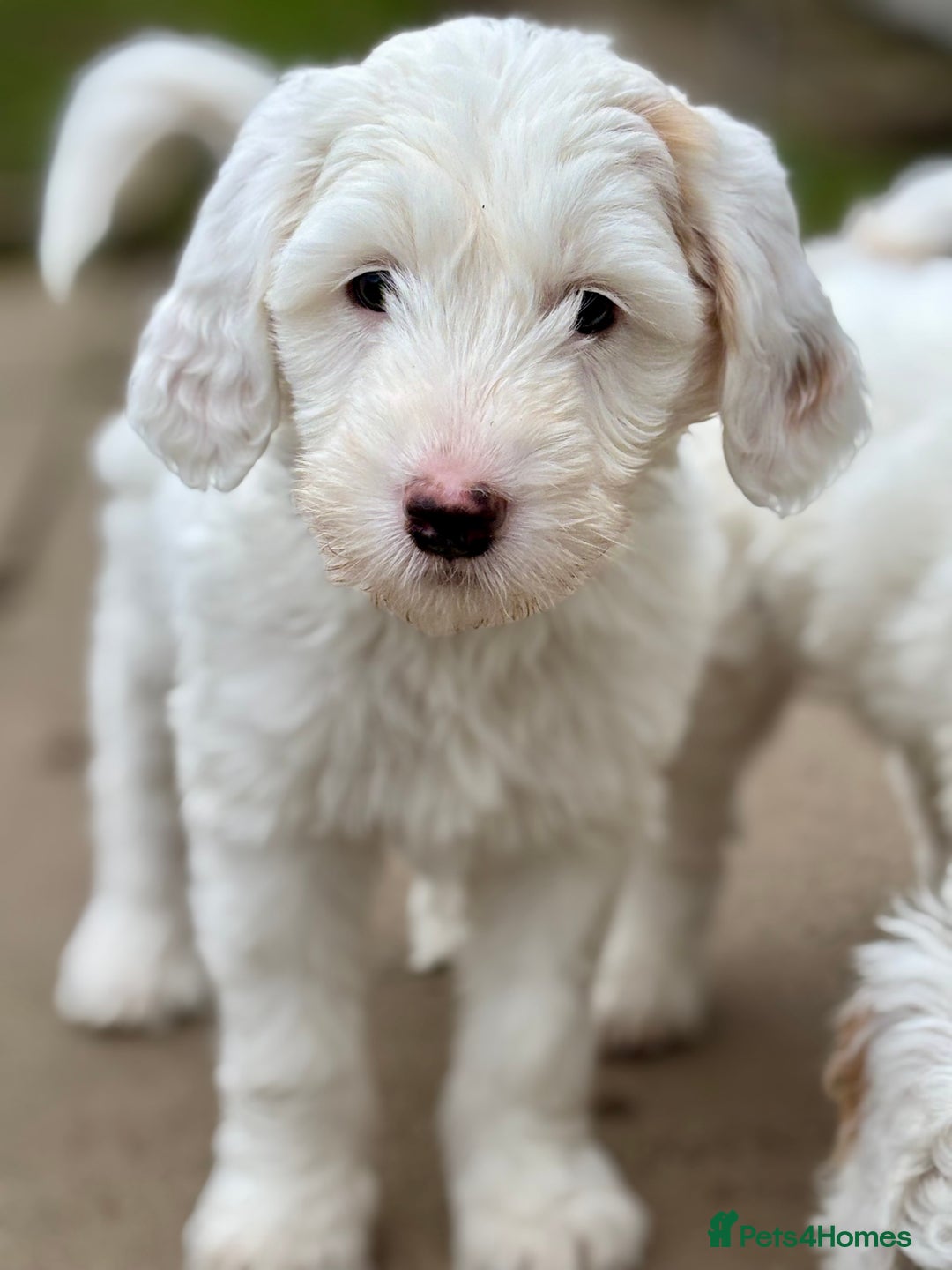 Australian Labradoodle dogs for sale: Exceptionally bred for Health! Temperament! Looks! - Advert 19