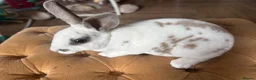 Rex rabbits for sale: 3 Baby mini Rex bunnies for sale 2 boys 1 girl  - Advert 15