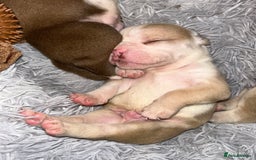 Olde English Bulldogge dogs for sale: Must See! Olde English Puppies  - Image 11