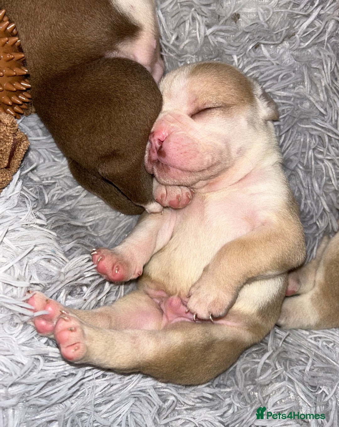 Olde English Bulldogge dogs for sale: Must See! Olde English Puppies  - Image 11