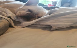 French Bulldog dogs for sale: Beautiful white female frenchie - Image 3