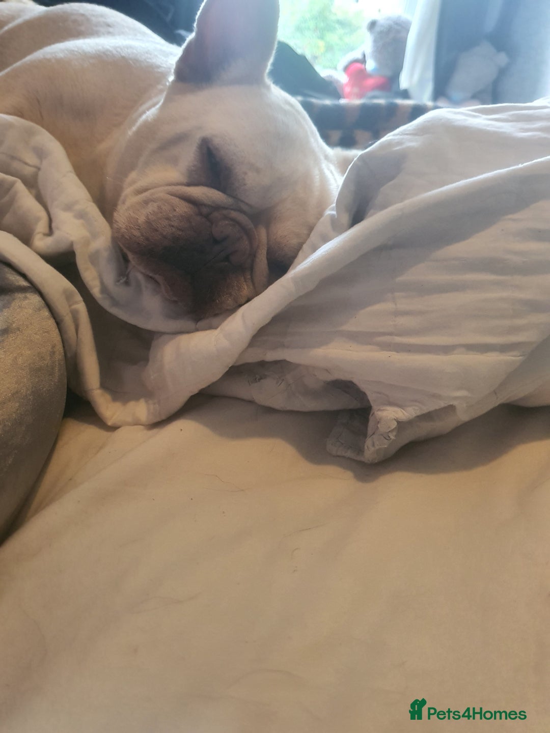 French Bulldog dogs for sale: Beautiful white female frenchie - Image 3