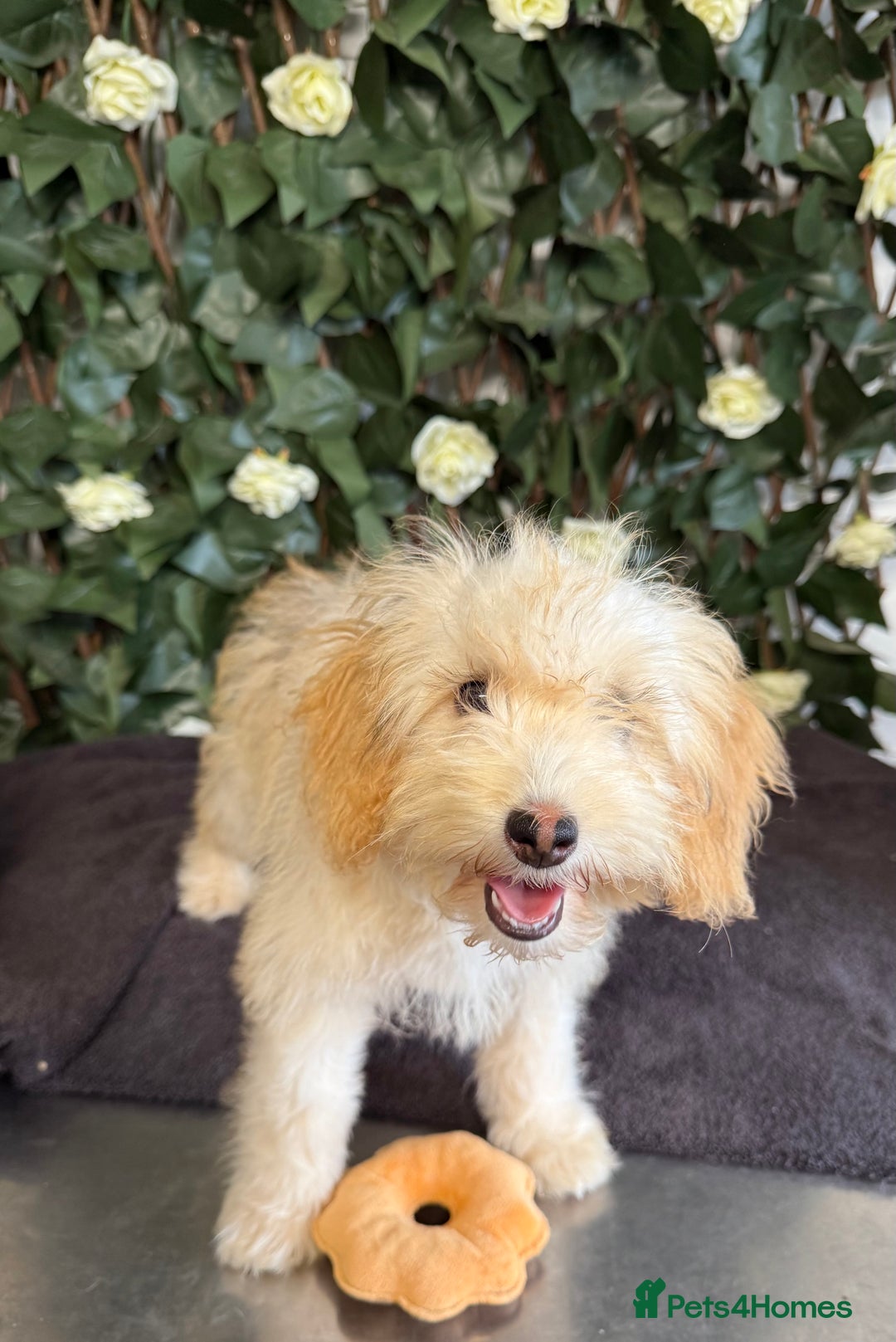 Cavapoo dogs for sale: 1 Girl Remaining ⭐️ Reduced ⭐️ F1b Cavapoos ⭐️ - Image 17