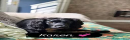 Cocker Spaniel dogs for sale: Beautiful Cocker Spaniel Puppies - Advert 3
