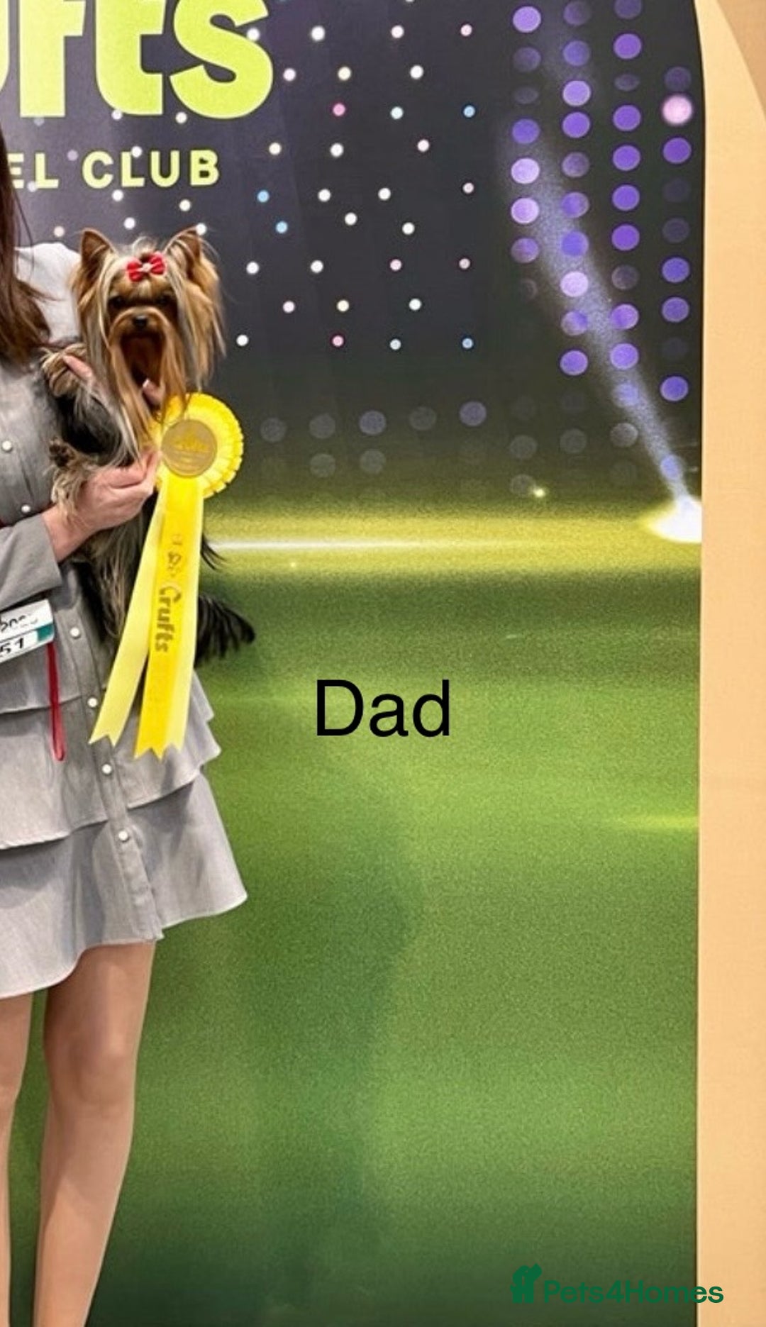 Yorkshire Terrier dogs for sale: Absolutely adorable mini yorkie puppies  - Image 15