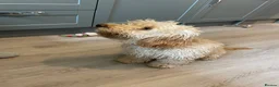 Cockapoo dogs for sale: Cockapoo in Montrose - Advert 2