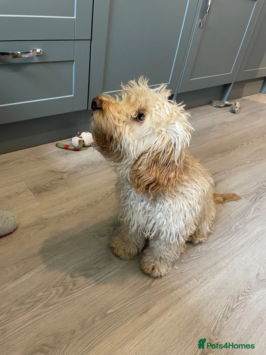 Cockapoo dogs for sale: Cockapoo in Montrose - Advert 2