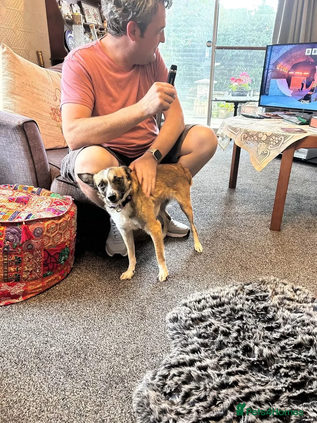 Mixed Breed dogs for adoption: The best girl Nina❤️ in Nottingham - Advert 3