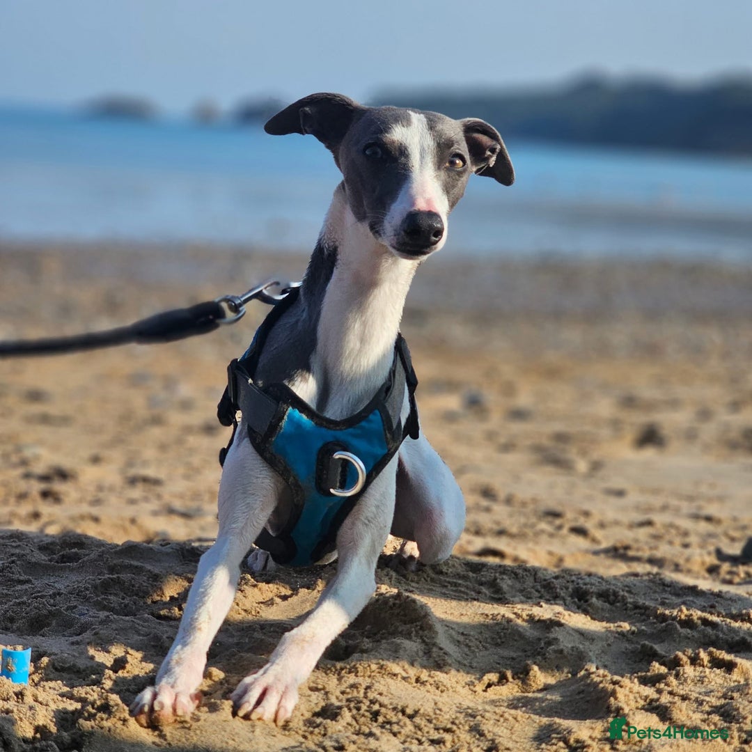 Whippet dogs for stud: Stunning Whippet Stud - KC Registered - Advert 3