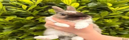 Netherland Dwarf rabbits for sale: PUREBRED NETHERLAND DWARF - Advert 3
