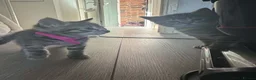 Ragdoll cats for sale: Ragdoll/cross kittens  - Advert 11