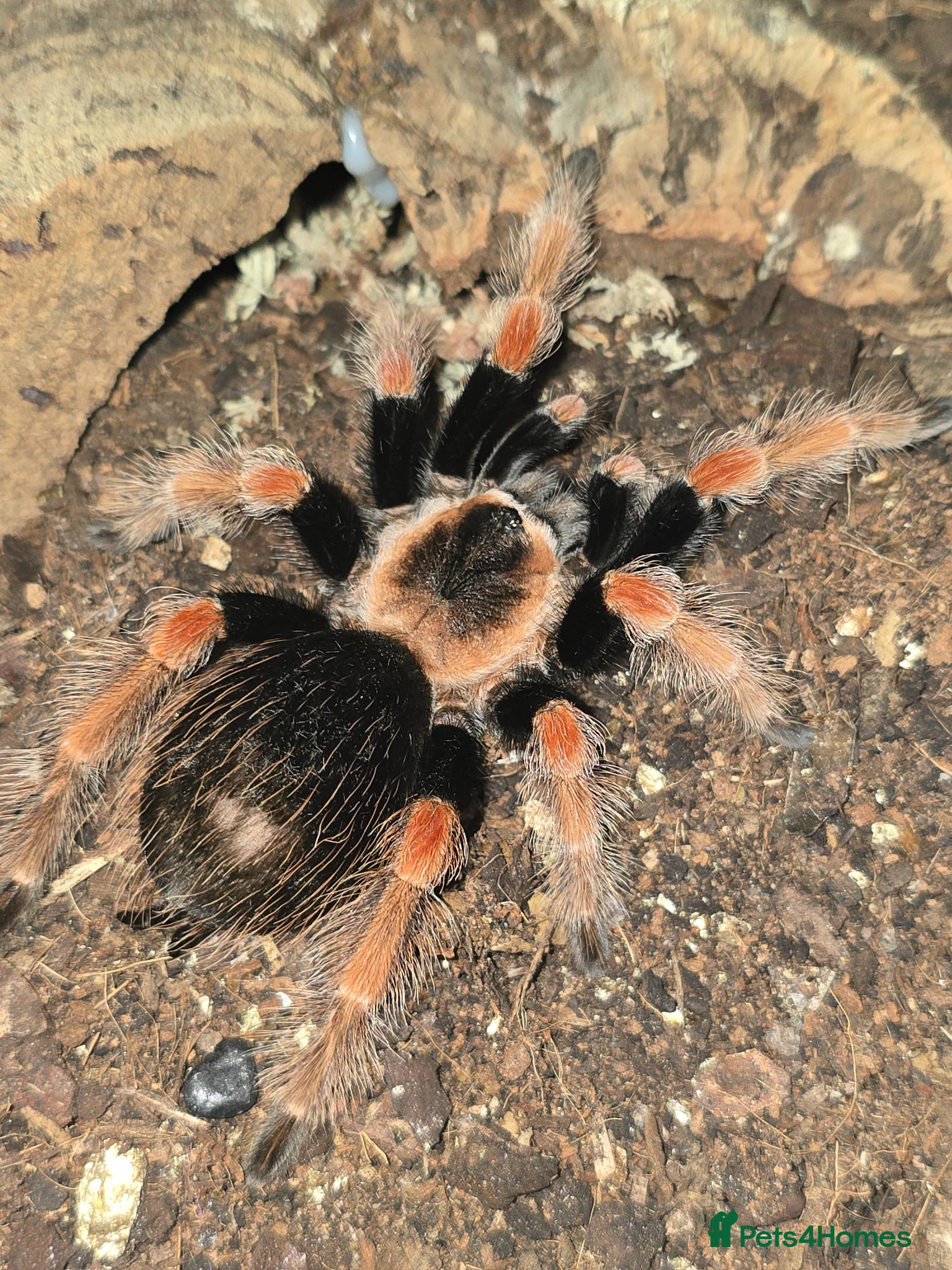 Tarantulas invertebrates Tarantula list - Advert 2
