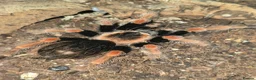 Tarantulas invertebrates for sale: Tarantula list - Advert 2
