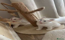Ragdoll cats for sale: Girl ragdoll kittens  - Image 3
