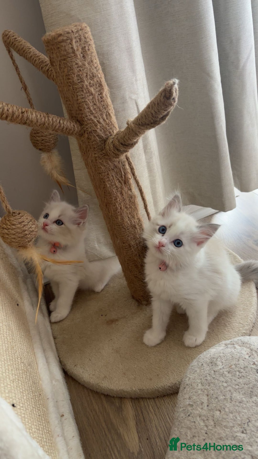 Ragdoll cats for sale: Girl ragdoll kittens  - Image 3