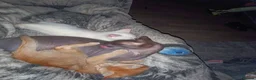 Mixed Breed cats for sale: Sphynx cross siamese - Advert 2