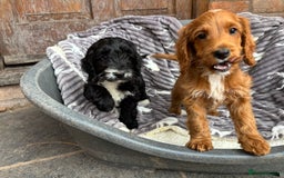 Cockapoo dogs for sale: F1 Adorable CockerPoo Puppies  - Image 7