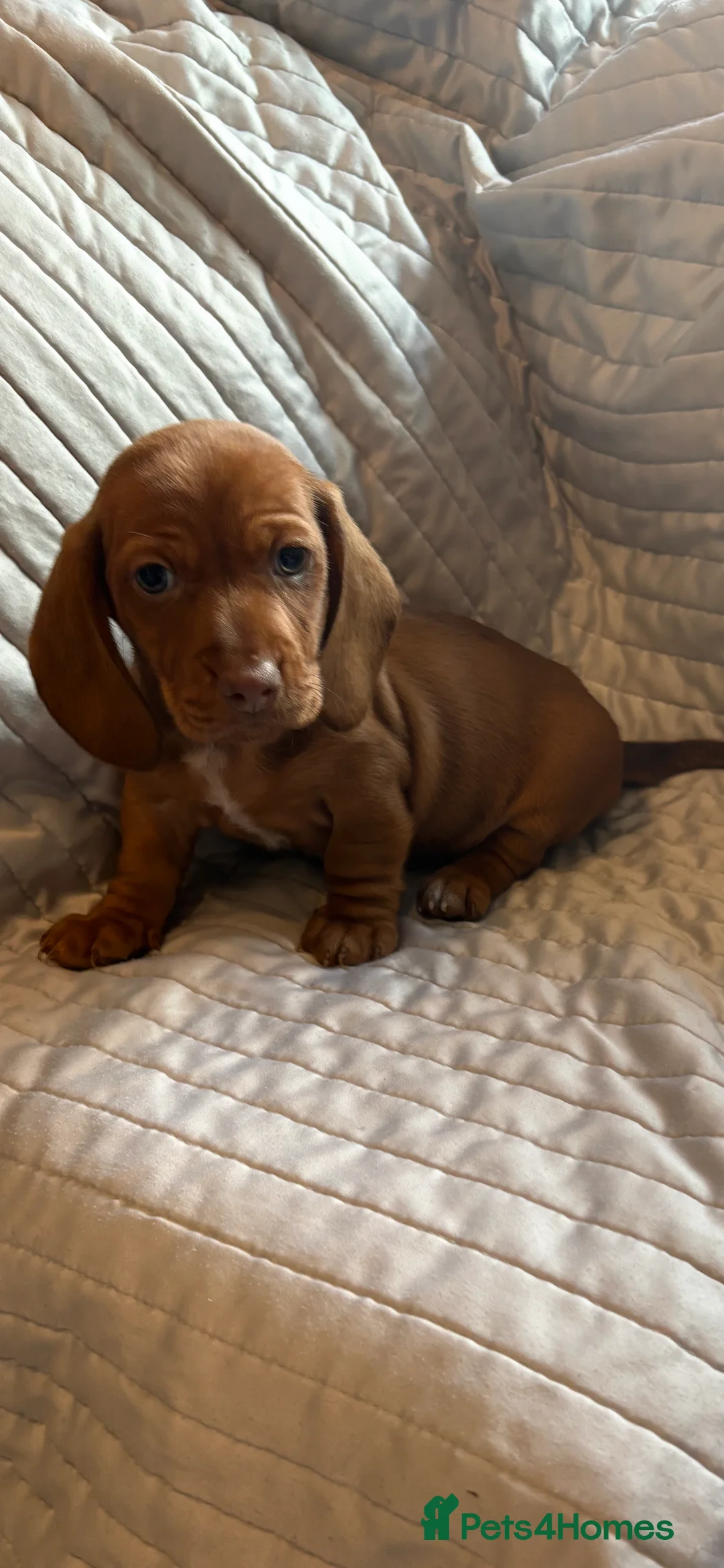 Dachshund dogs for sale: Standard Dachshund puppies for sale  - Advert 7