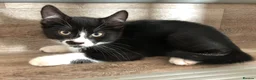 Mixed Breed cats for sale: Kittens - Advert 17