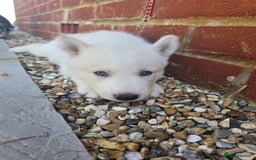 Siberian Husky dogs for sale: Stunning Pure siberian husky pups - Image 16