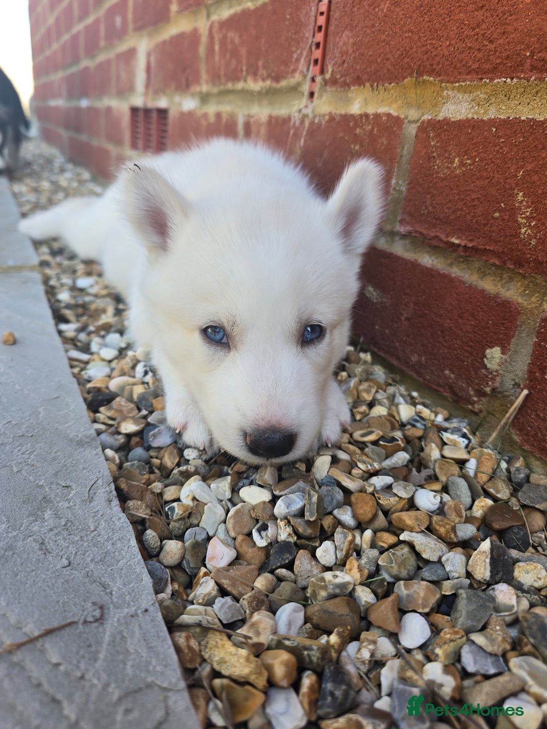 Siberian Husky dogs for sale: Stunning Pure siberian husky pups - Image 16