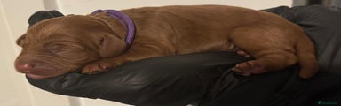 Cockapoo Puppy 5 - Purple collar