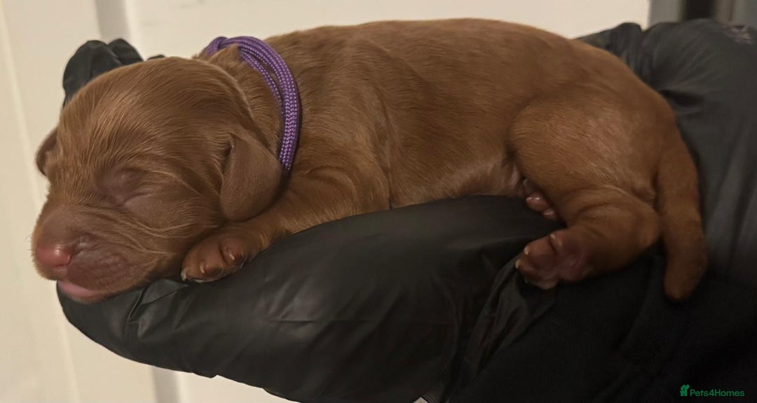 Cockapoo dogs for sale: 🐾 Beautiful Red Cockapoo Puppies 🐾 - Advert 16