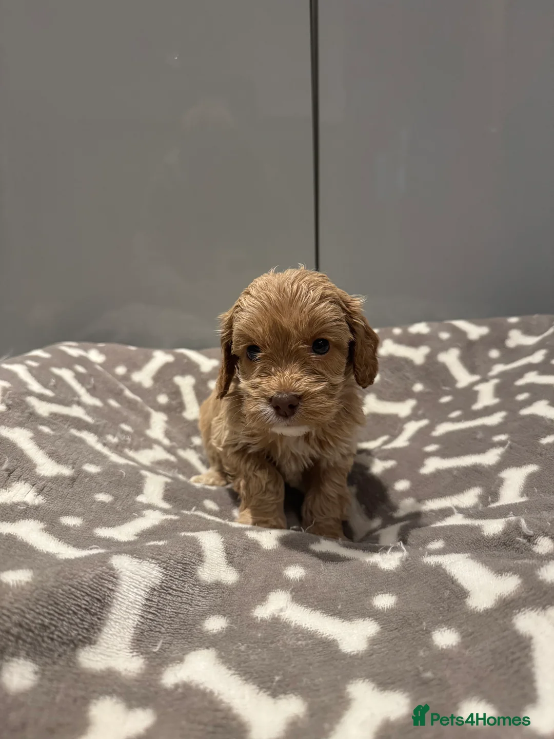 Cockapoo dogs for sale: 🐶❤️ Exceptional F1 Cockapoos ❤️🐶 - Advert 11